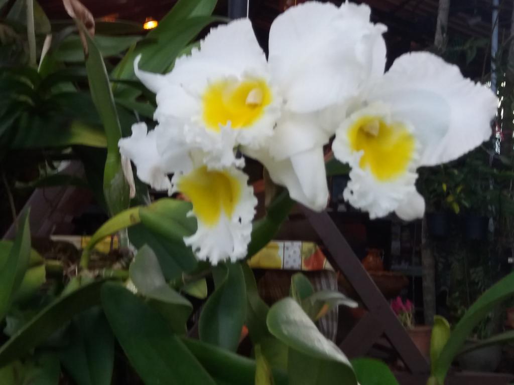 Hollanda Montri Guesthouse Chiang Mai Exteriör bild